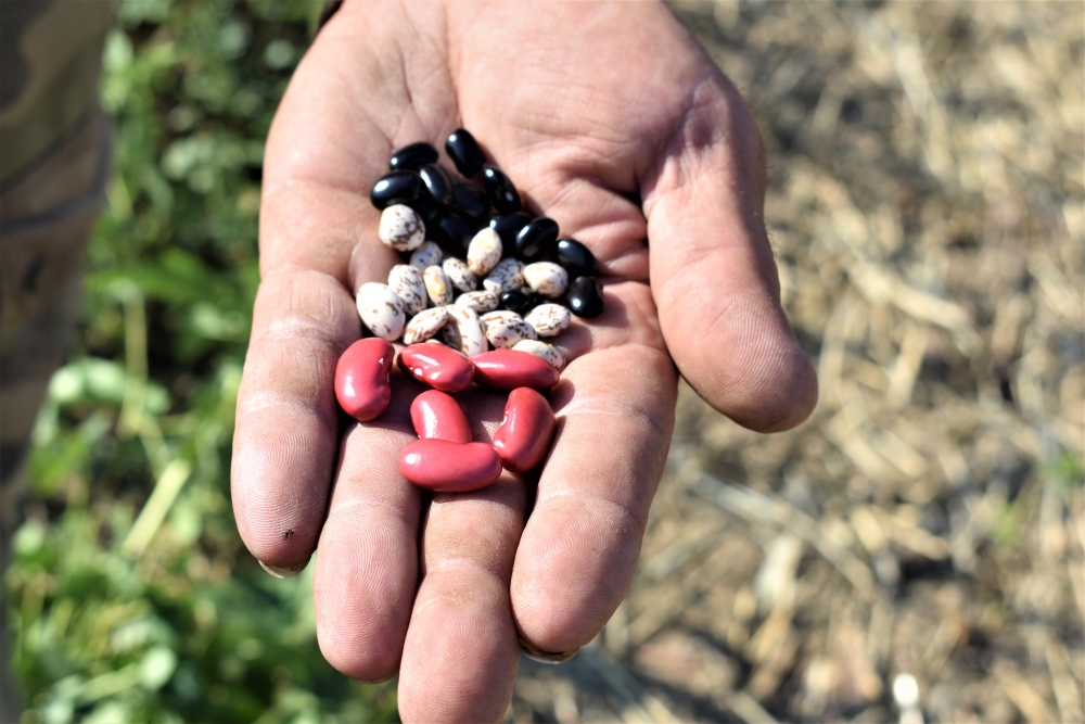 Ludovic Blachier produit diverses variétés : haricots noirs et blancs, borlotto, mexicains, gros pois et flageolets